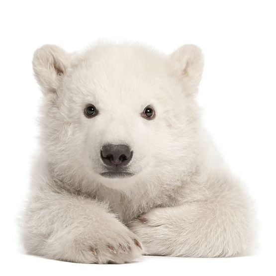 Dekorácia na stenu DEKORNIK - ľadový medveď